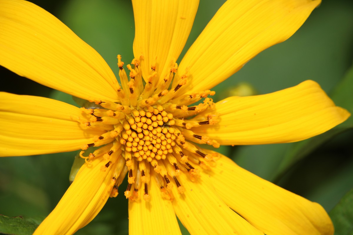 Tithonia diversifolia (Hemsl.) A.Gray